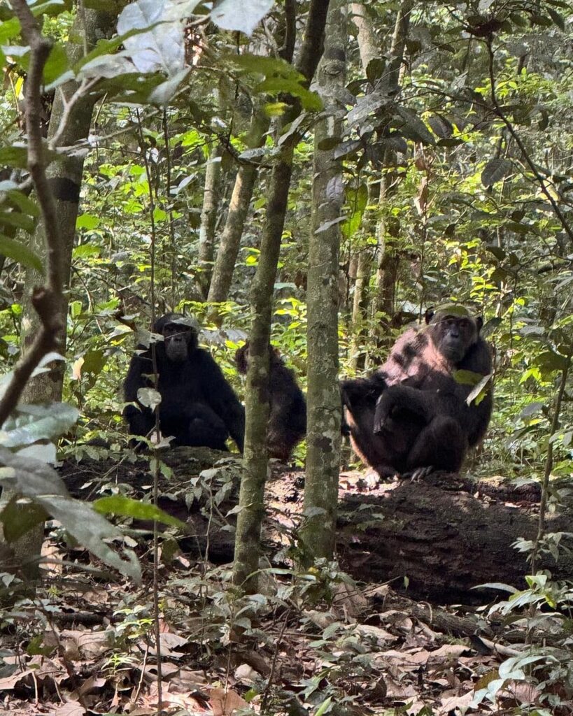 10 days Uganda gorilla safari