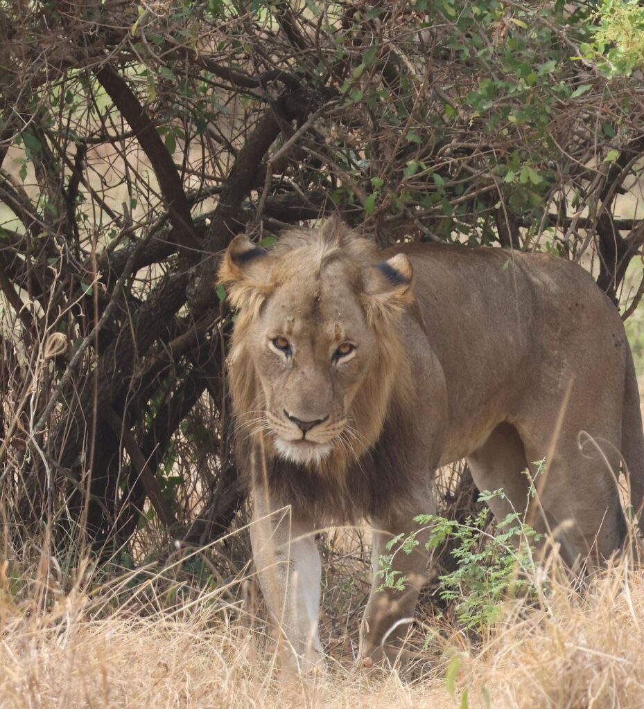 5 days uganda gorilla safari