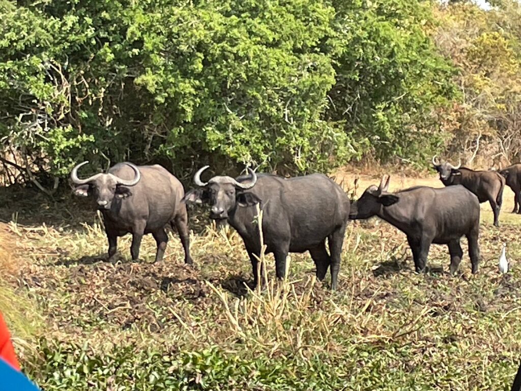 10 days Uganda gorilla safari