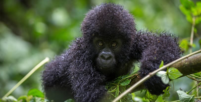 10 days Uganda gorilla safari