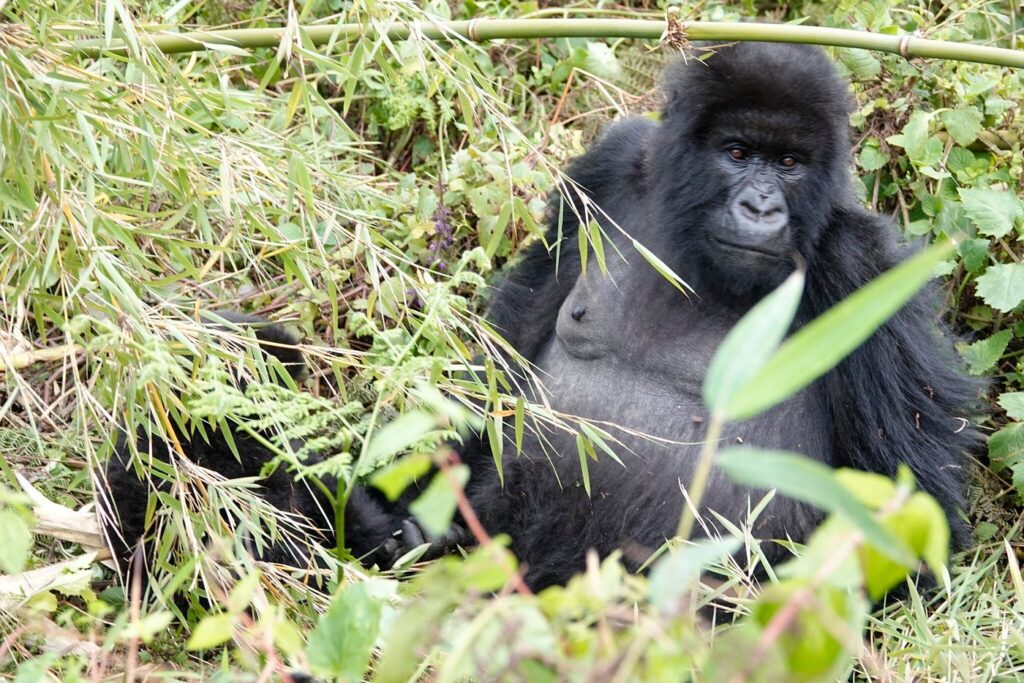 5 Days Uganda gorilla tour