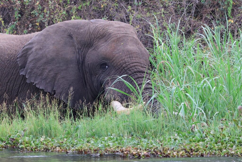 15 Days Uganda-Rwanda safari