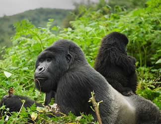 3 days uganda gorilla tour