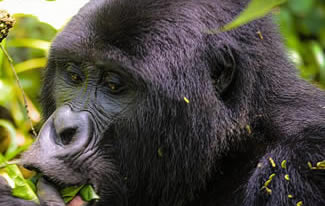 gorilla tours