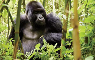 3 Days Uganda gorilla tour