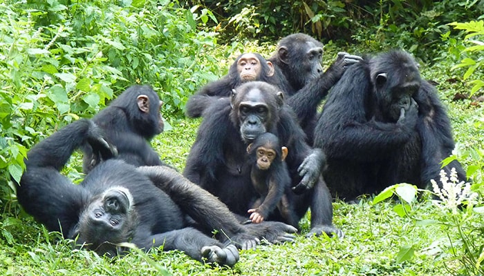 15 Days Rwanda-Uganda safari
