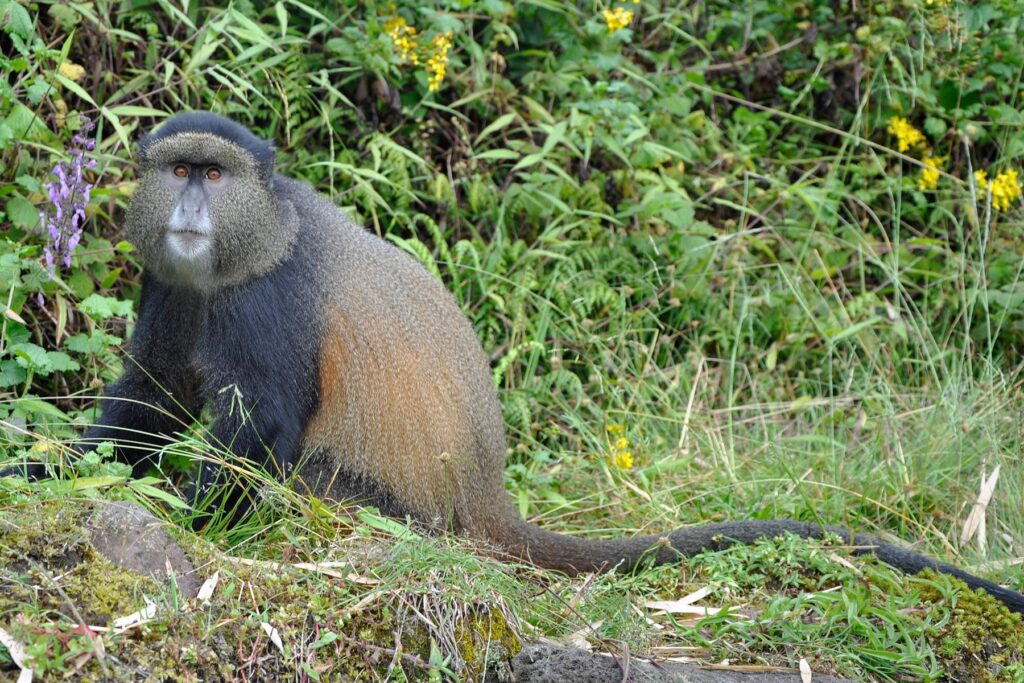 4 Days Rwanda gorilla tour