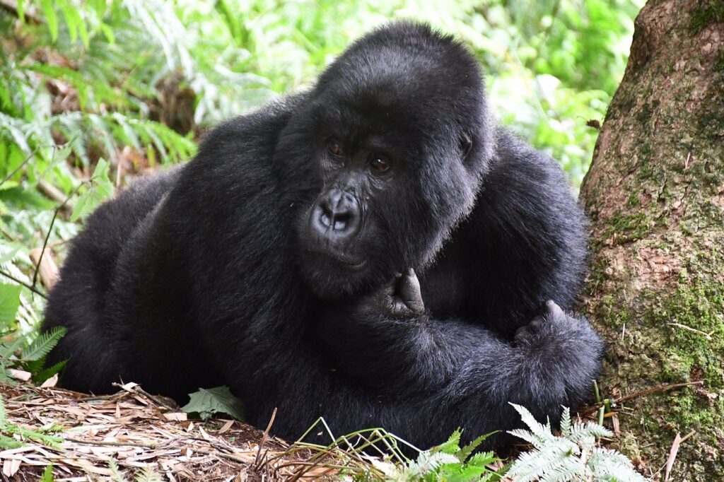 15 Days Rwanda-Uganda safari