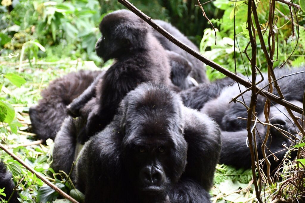 4 Days Rwanda gorilla tour