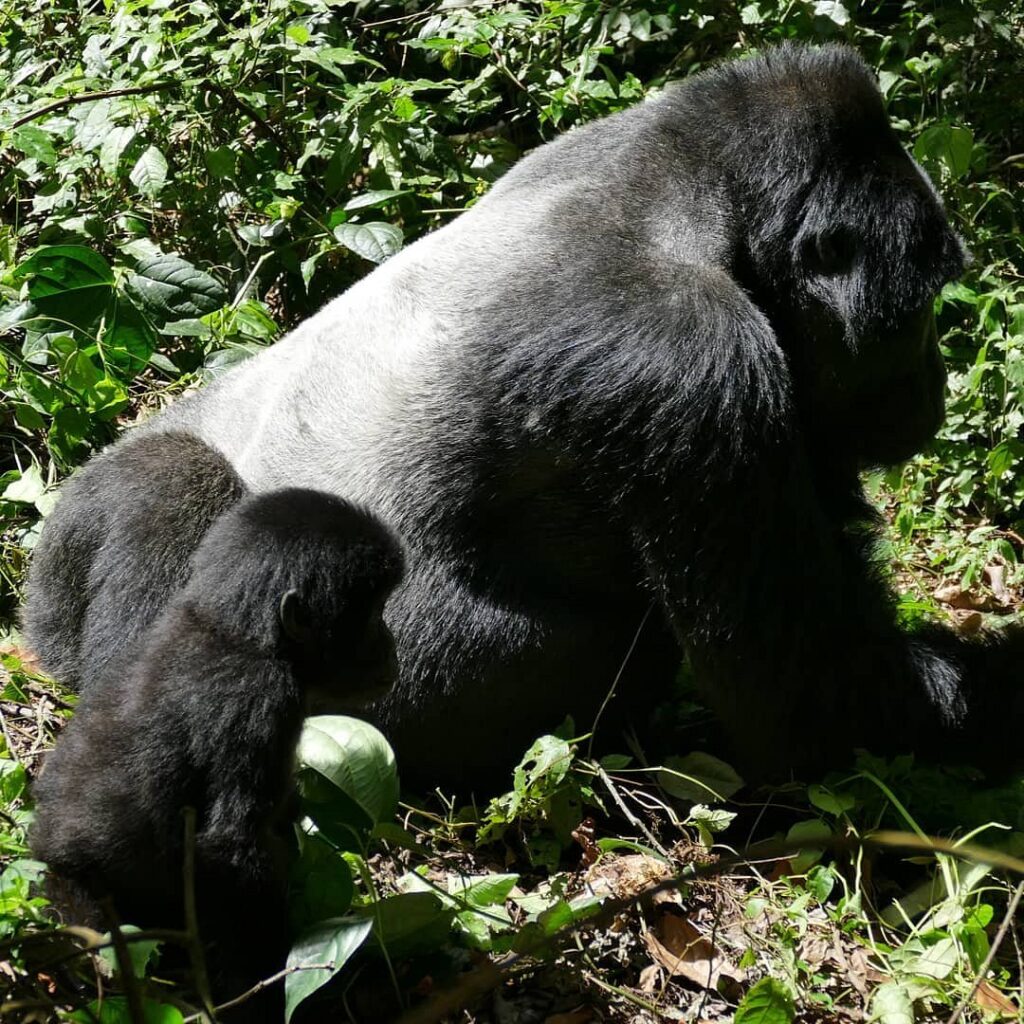 4 Days Rwanda gorilla tour