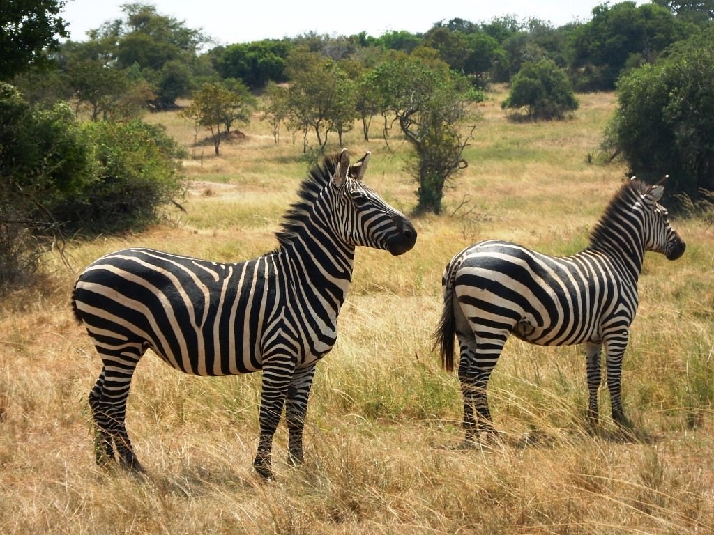 8 Days Rwanda safari